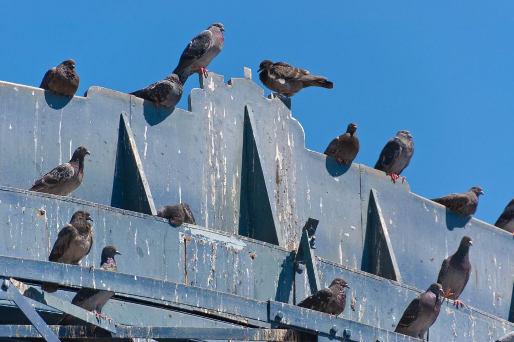 fiente de pigeon fiente de pigeon