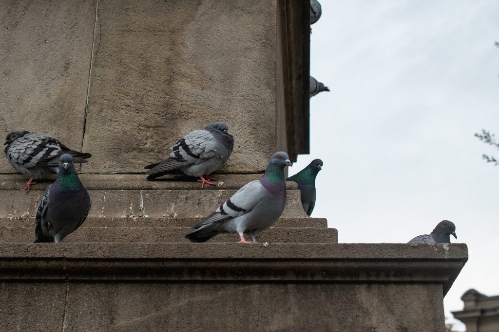 fiente de pigeon sur batiment fiente de pigeon sur batiment
