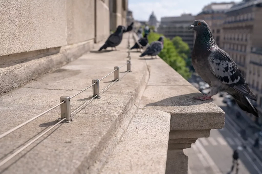 Câbles et systèmes anti-poses discrets Cables et systemes anti poses discrets