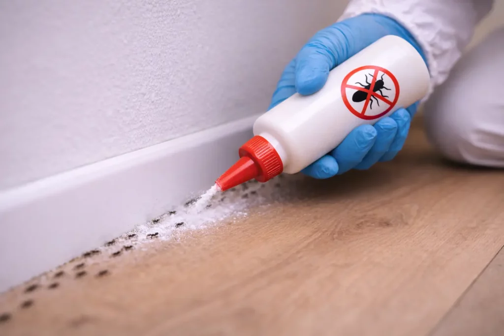 Poudres insecticides fourmis Poudres insecticides fourmis